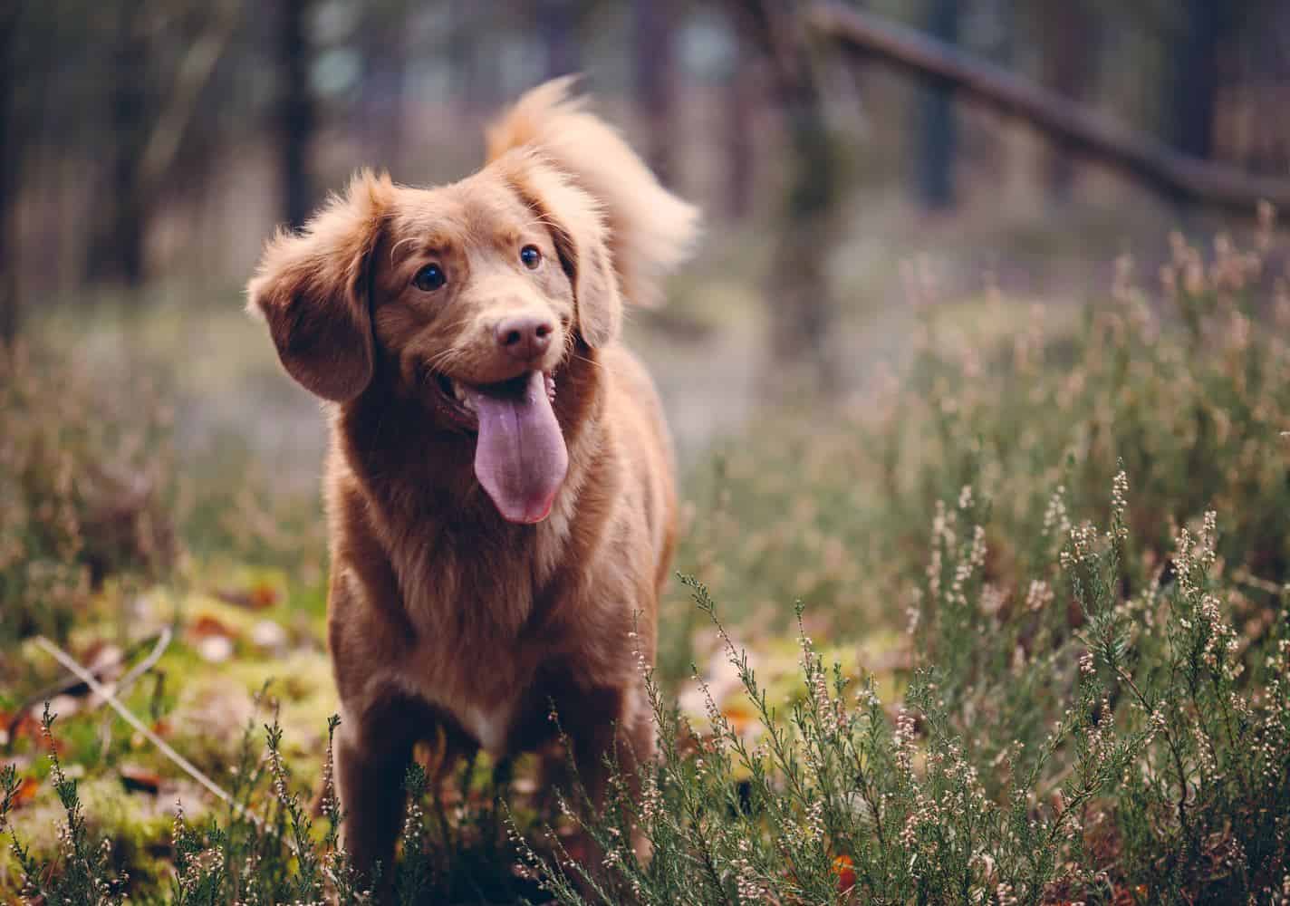 Haustiere 2 Tibeo Tierbetreuung Hund