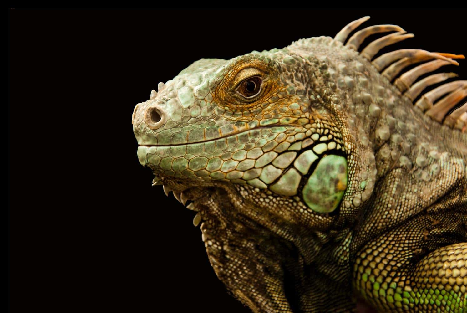 Haustiere 6 Tibeo Tierbetreuung Reptilien
