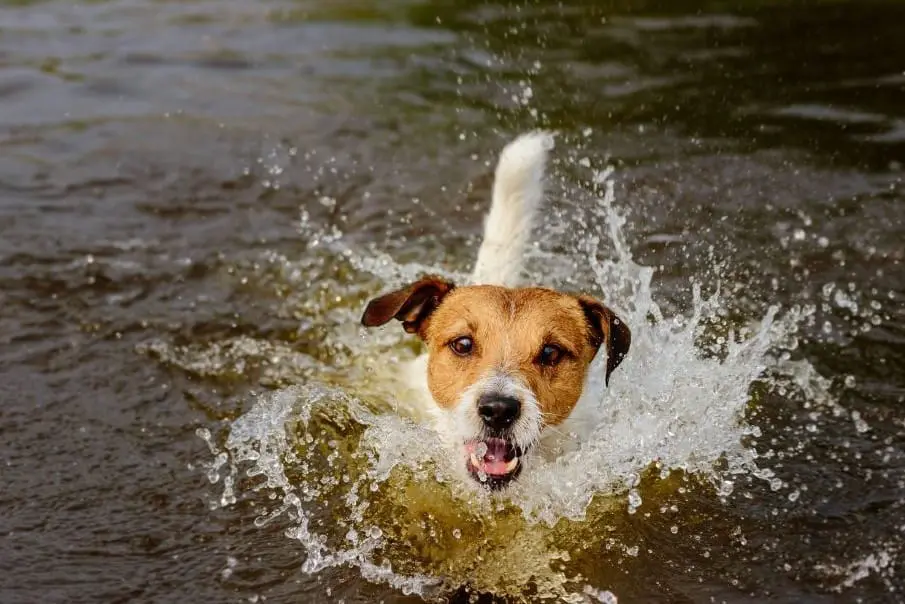 Baden mit Hund in München – die besten Badestellen für Hunde