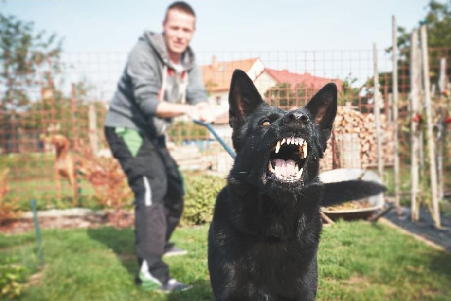 Hunde München Kampfhunde