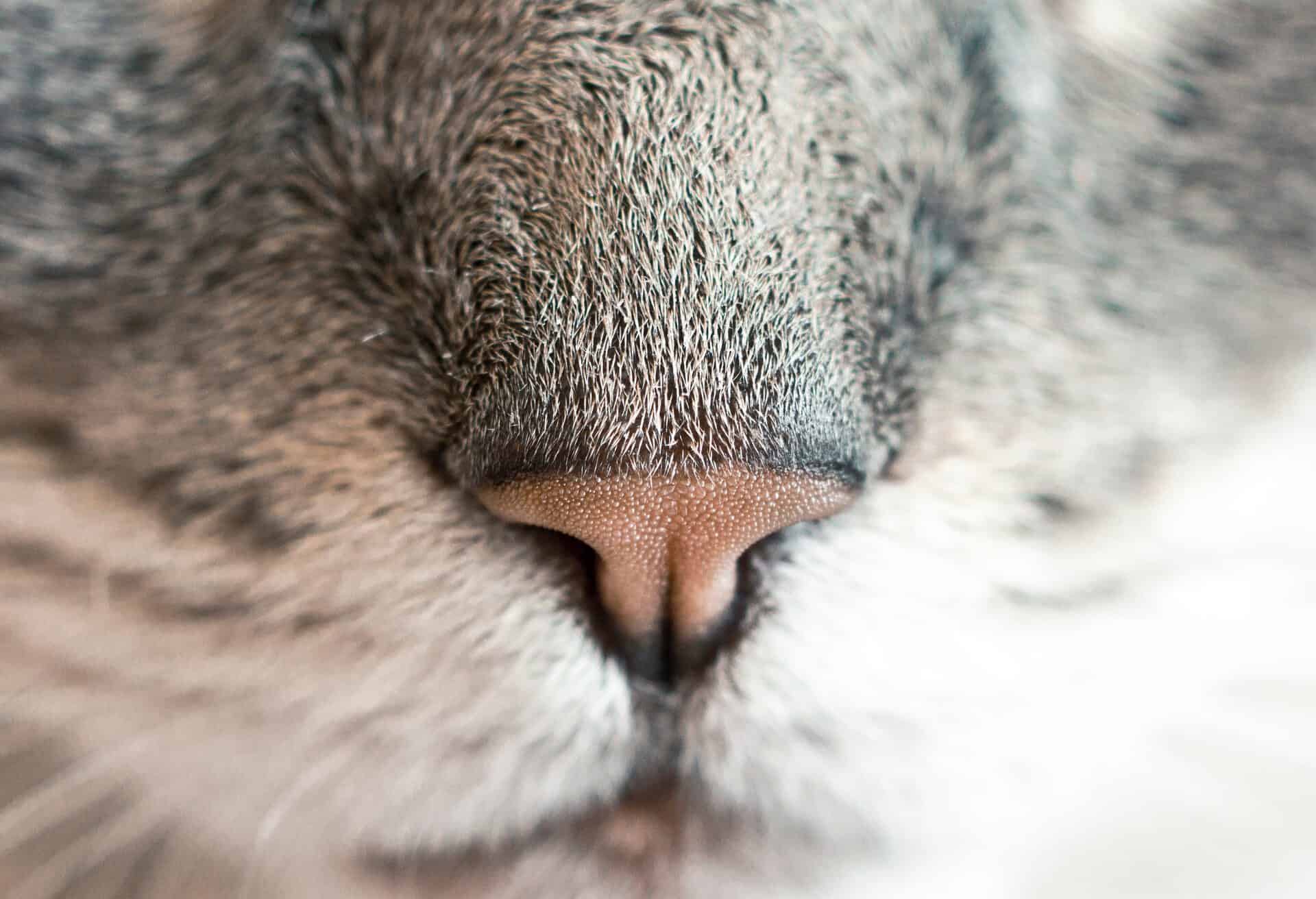 Katze Hitze Nase eincremen tibeo tierbetreuung