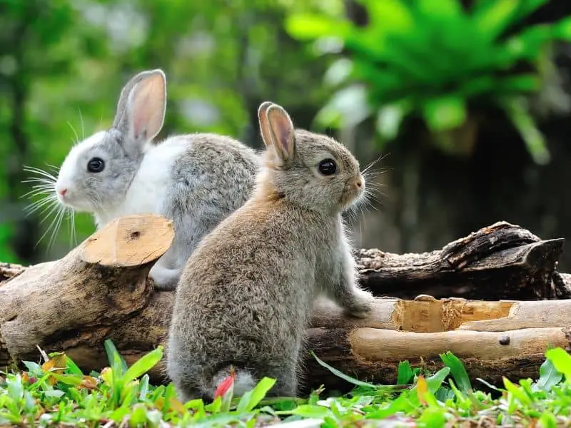Wie du Kaninchen vor Hitze schützt & warum Abkühlung im Sommer so wichtig ist