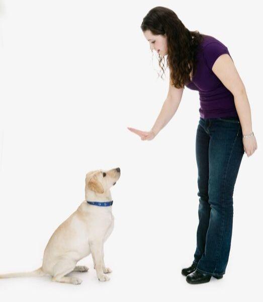 7 Ideen Hunde drinnen zu beschäftigen - einfache, aber herausfordernde Kopfarbeit 4 Hunde beschäftigen drinnen distanz körpersprache