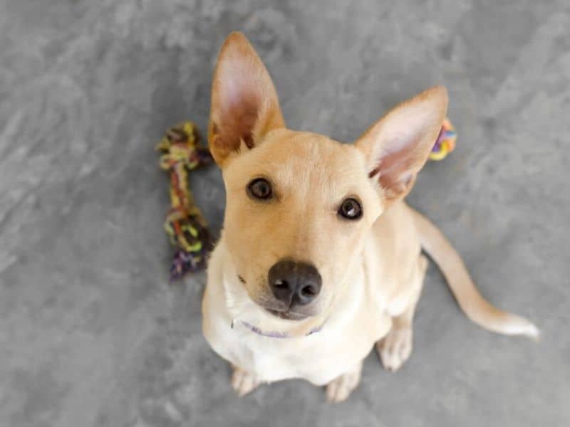 7 Ideen Hunde drinnen zu beschäftigen - einfache, aber herausfordernde Kopfarbeit 2 Hunde beschäftigen drinnen spielzeug