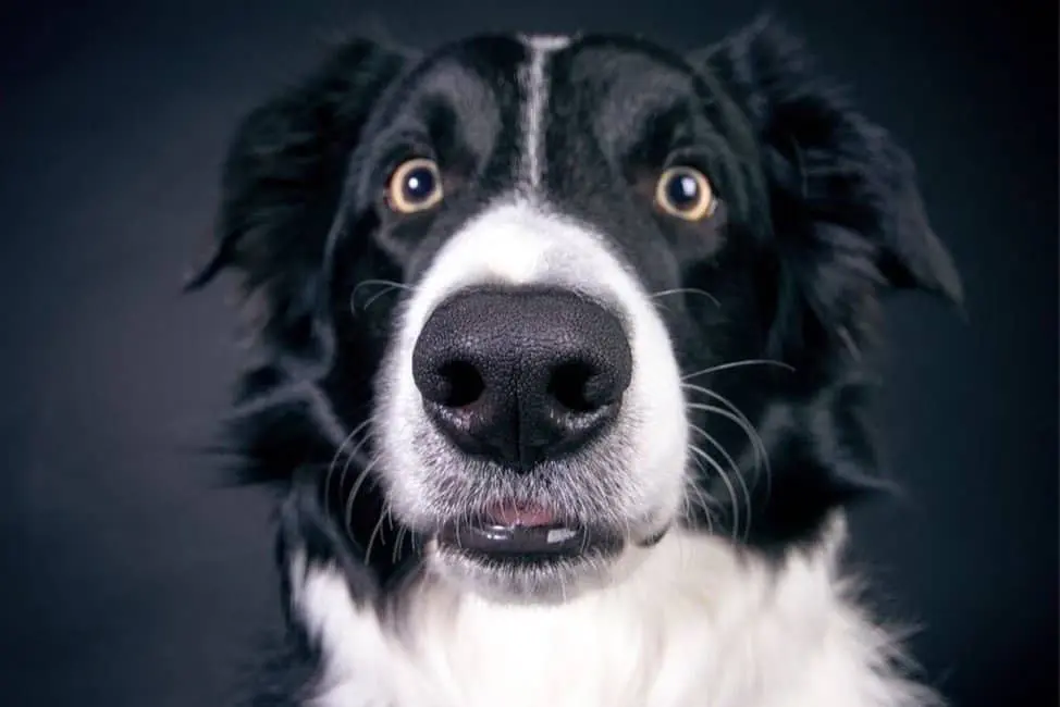 12 verblüffende Fakten über Hunde, die du noch nicht wusstest