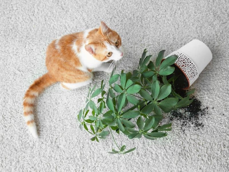 Giftige Pflanzen Katzen Tibeo