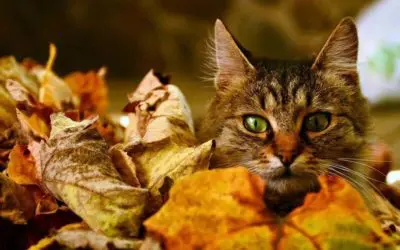 Katzen im Herbst richtig pflegen & beschäftigen