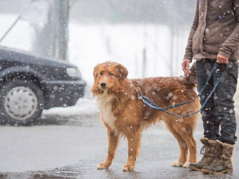 Gefahren Advent Hund Katze Gassi Gehen