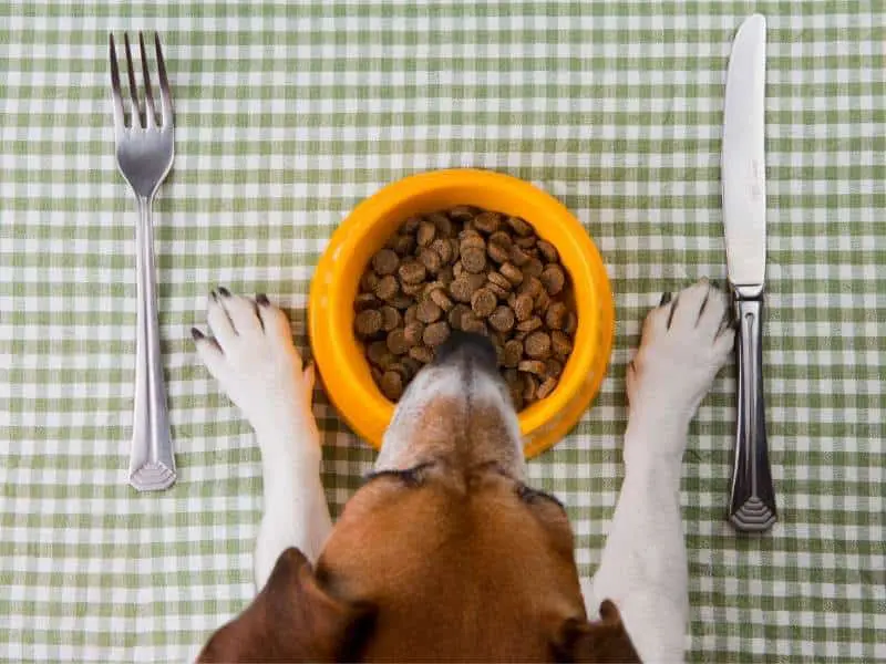 Hundefutter selbst kochen – Das perfekte Festtagsessen