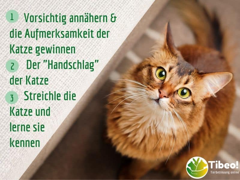 Fremde Katzen in 3 Schritten begrüßen & kennenlernen - Katzensitter-Tipps 2 3 schritte katzen begrüßen TIbeo Katzensitter