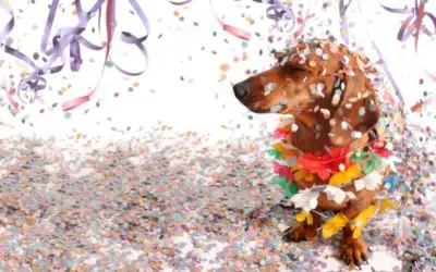 Wau-wau, Helau! 4 Tipps für Hundehalter in der Karnevalszeit