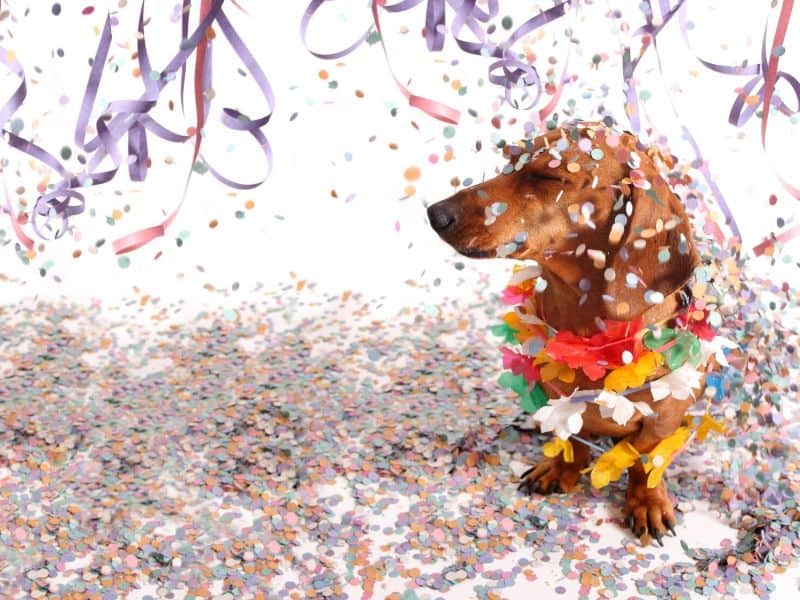 Karneval Fasching Hund Hundesitter tibeo