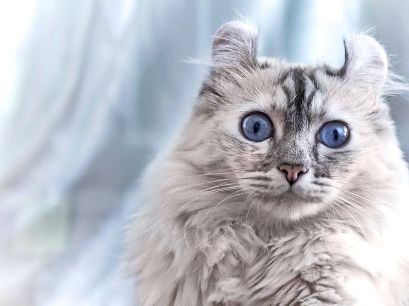 Fremde Katzen in 3 Schritten begrüßen & kennenlernen - Katzensitter-Tipps 4 Katze begrüßen kennenlernen Tibeo KatzensitterFehler