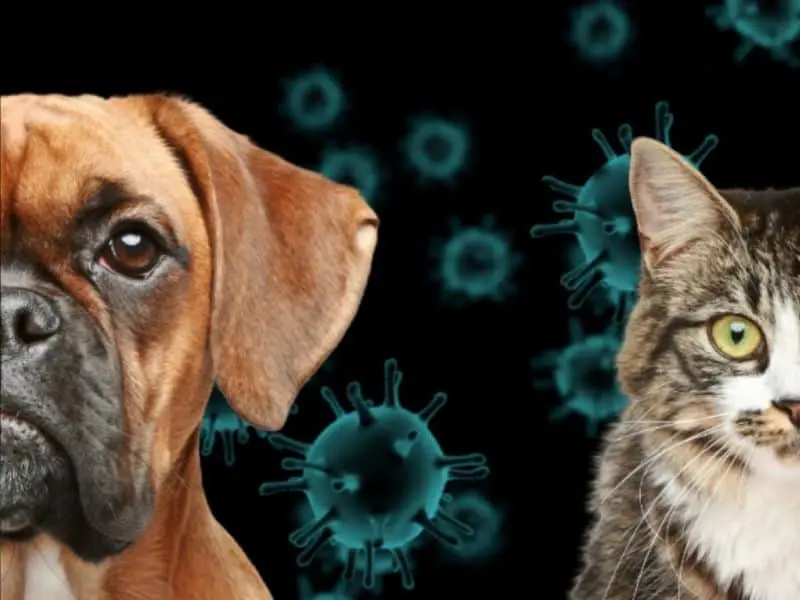 Coronavirus gefährlich hund katze