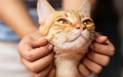 Die 7 faszinierenden Sinne der Katzen – Das steckt in den Stubentigern