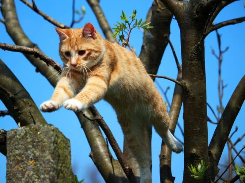 Katzen Sinne Tibeo Katzenbetreuung Gleichgewicht