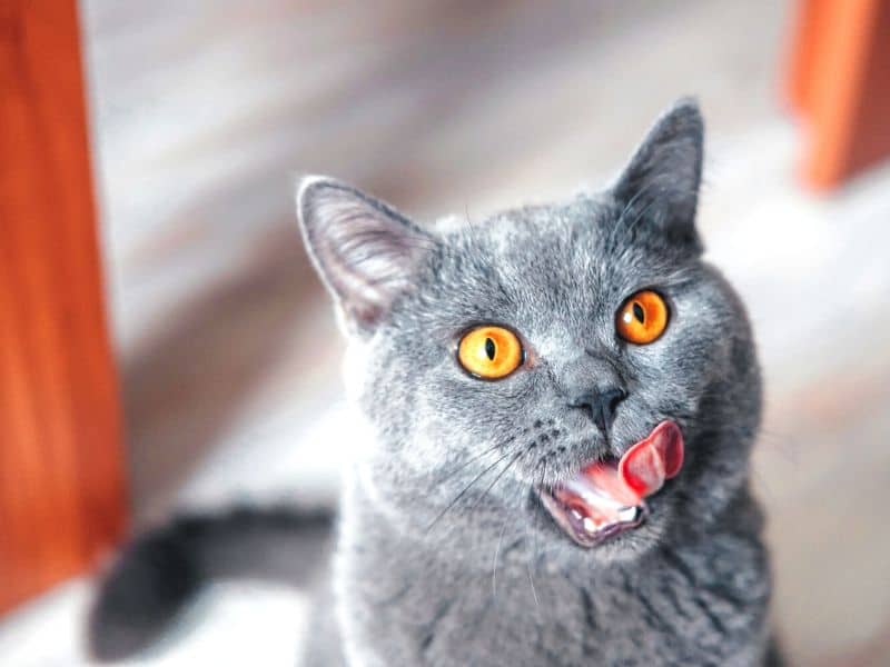 Katzen Sinne Tibeo Katzenbetreuung Zunge