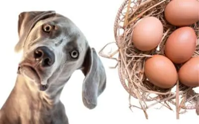 Sind Eier für Hunde wirklich gesund? Das musst du beachten!