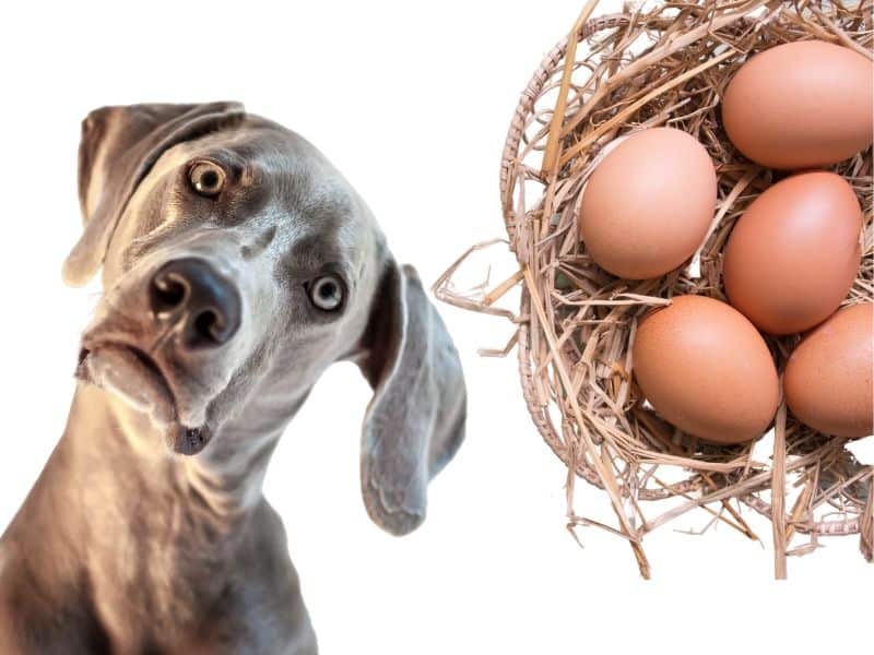 Sind Eier für Hunde wirklich gesund? Das musst du beachten!