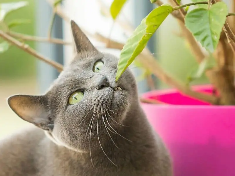 10 ungiftige Zimmerpflanzen für Katzen – hübsch & 100 % ungefährlich