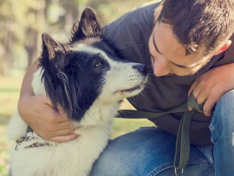 Der perfekte Hundesitter tibeo hundebetreuung erfahrung