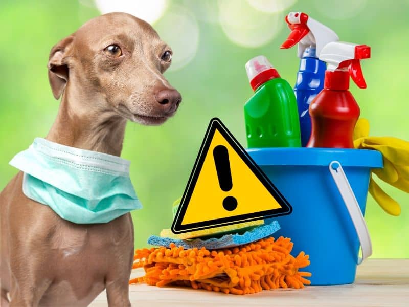 Tierfreundliche Putzmittel, Reinigungstipps & No-Go’s für jeden Tierhaushalt & Tiersitter