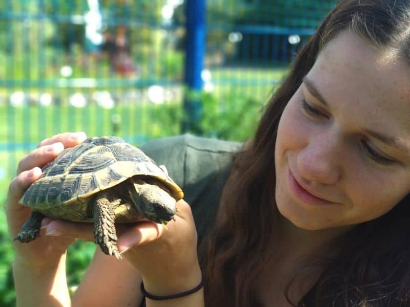 Schildkrötenbetreuung Urlaub Tibeo Tiersitter