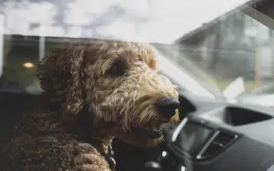 Hund im Auto bei Hitze – die Rechtslage