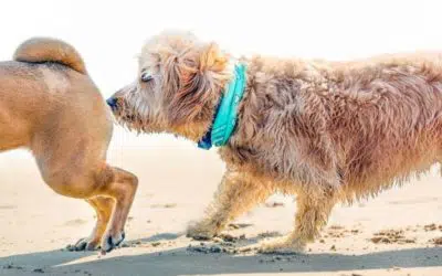 Warum schnüffeln Hunde am Po ?