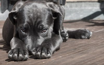 Schreckhafte Hunde – das kannst du tun