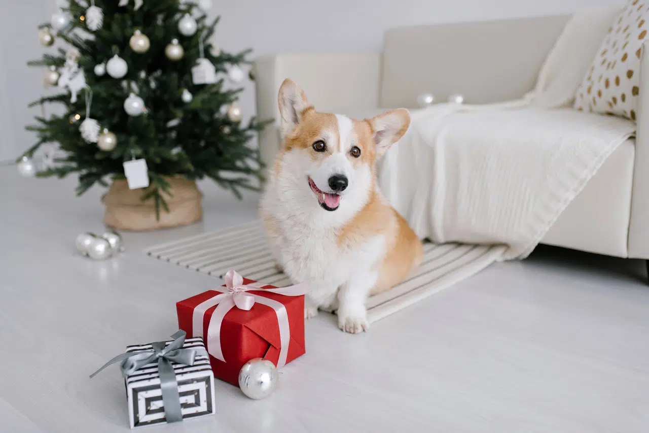 weihnachtsgeschenke hund hunderbesitzer